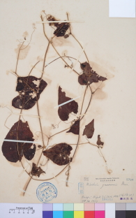 Specimen thumbnail
